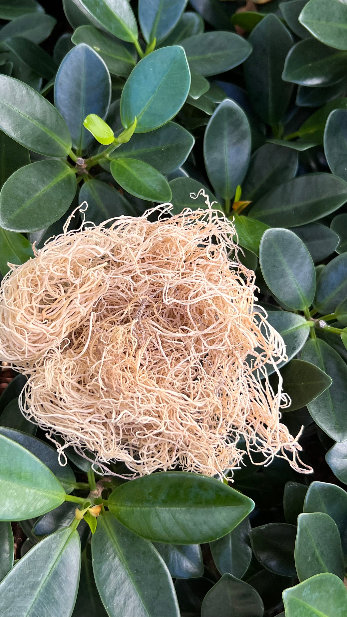 Raw Dry Sea Moss (Small Bag)