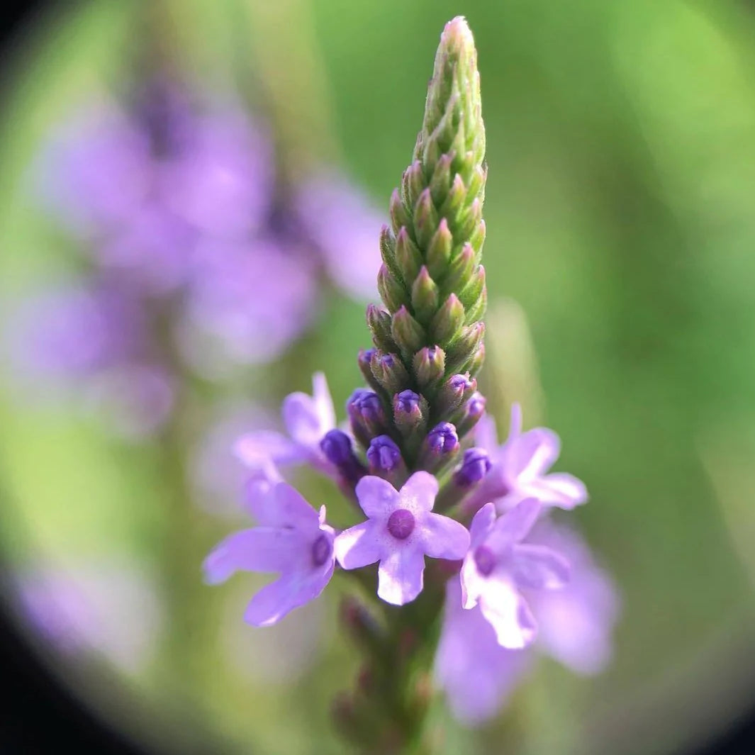 Blue Vervain Tea